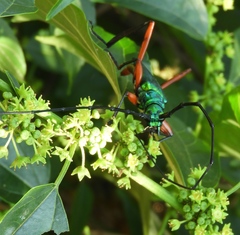 Plinthocoelium chilense