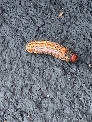 Oedemasia concinna
