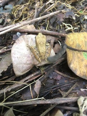 Pristimantis savagei