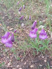 Penstemon campanulatus, photograph (c) Favian Flores Medina, some rights reserved (CC BY)