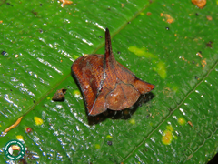 Dorynota pugionata