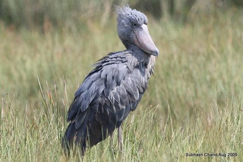 Shoebill