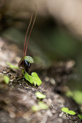 Corybas hypogaeus