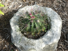 Hamatocactus