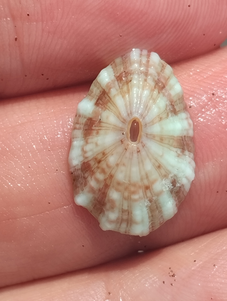 Fissurella salvatiana