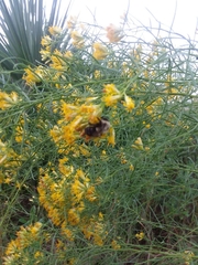 Bombus impatiens image