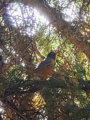 Turdus migratorius