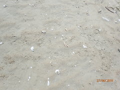 Malaclemys terrapin centrata