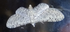 Eupithecia semigraphata