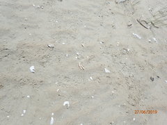 Malaclemys terrapin centrata