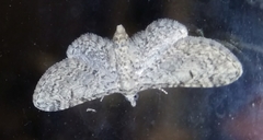 Eupithecia semigraphata