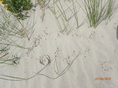 Malaclemys terrapin centrata