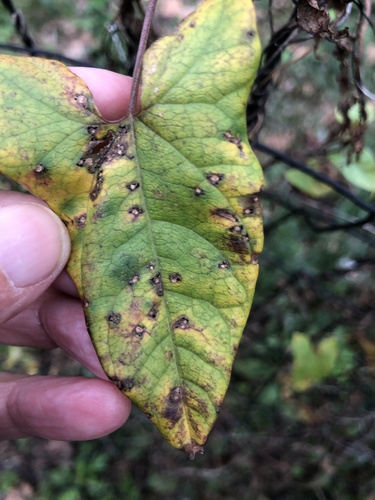 Representative image of Stagonospora