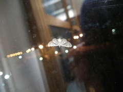 Eupithecia semigraphata