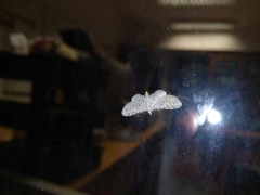 Eupithecia semigraphata