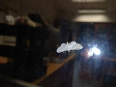 Eupithecia semigraphata