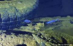 Cheilodipterus artus