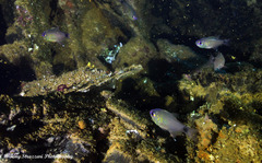 Taeniamia macroptera