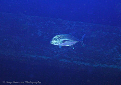 Caranx papuensis