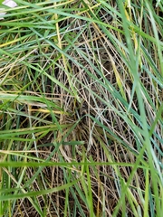 Poaceae