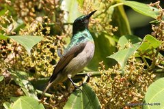 Anthreptes rectirostris