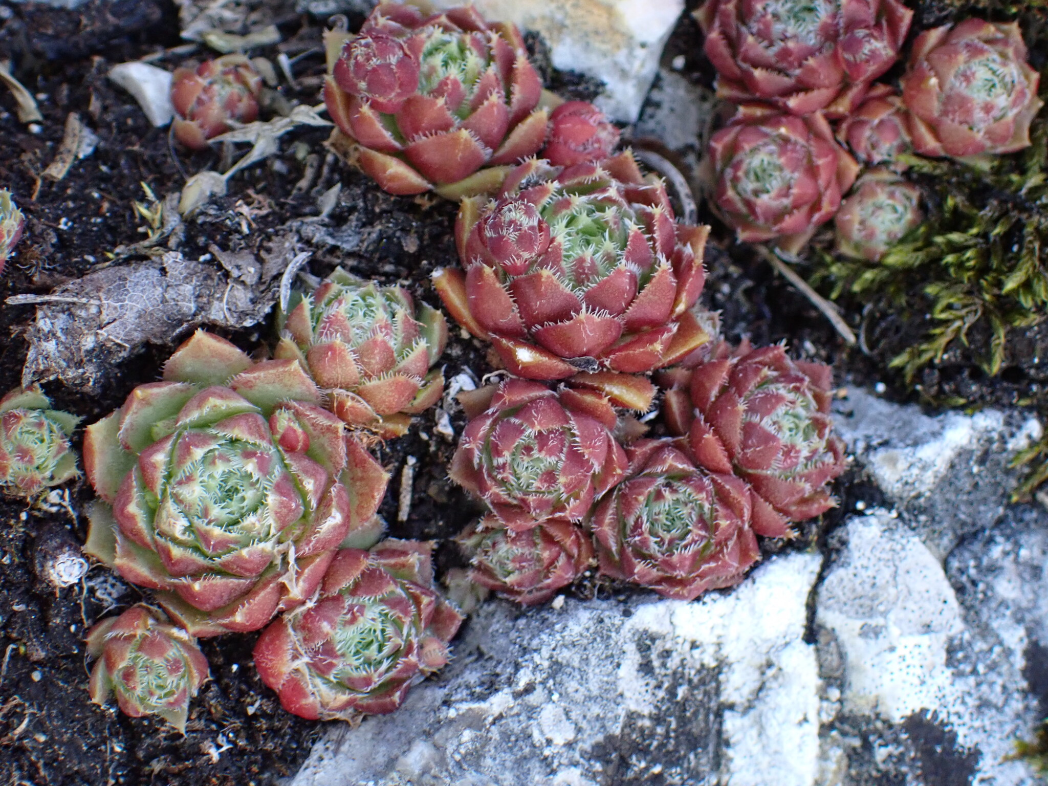 Sempervivum hirtum L. 2