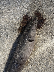 Channa aurolineata