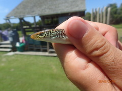 Ophisaurus compressus