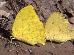 Phoebis neocypris