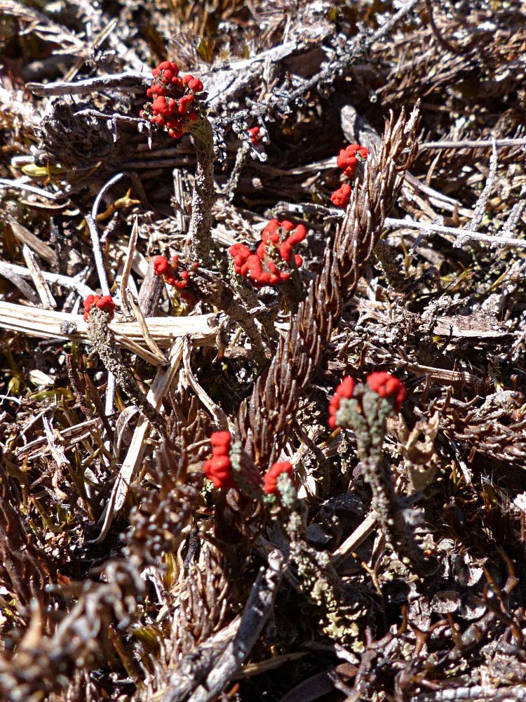 Cladonia floerkeana image