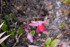Utricularia quelchii