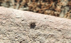 Habronattus klauseri