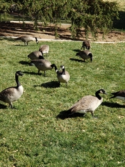 Branta canadensis