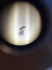 Talitroides topitotum