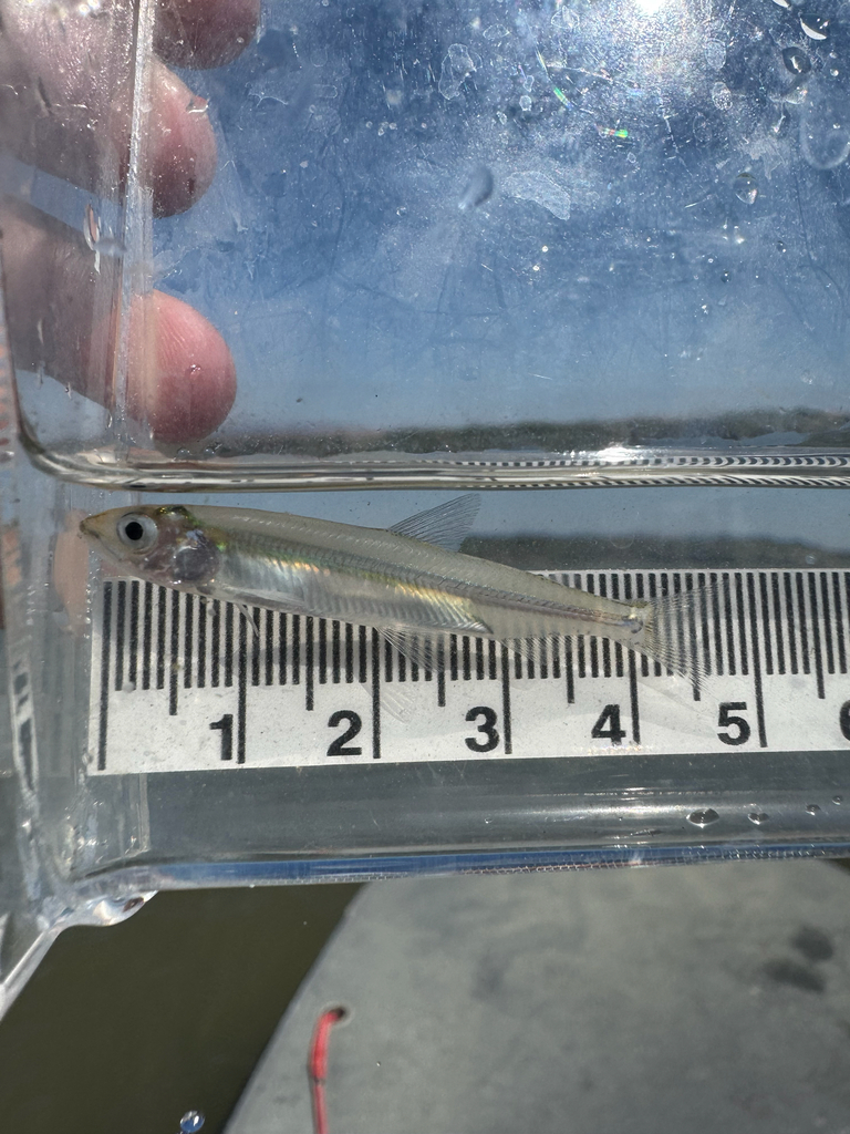 Delta Smelt