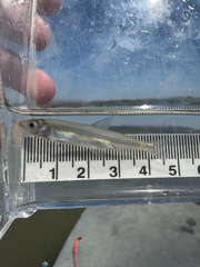 Delta Smelt photo 1