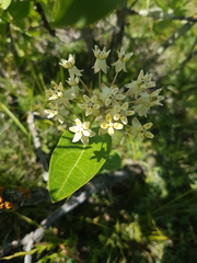 Asclepias ovalifolia