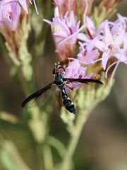 Pelecinobaccha costata