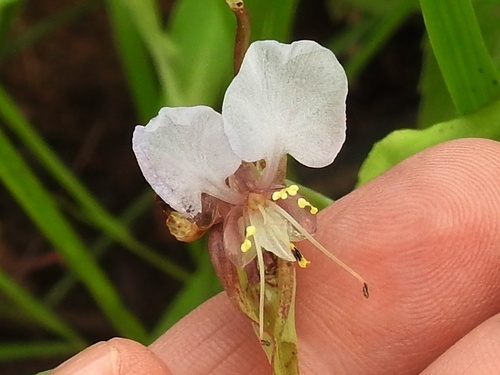 Commelina hockii