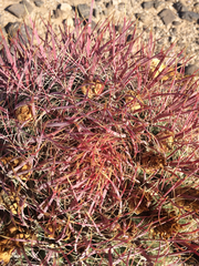 Ferocactus cylindraceus