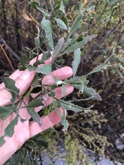 Trirhabda bacharidis