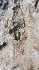Whitmania pigra