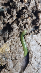 Whitmania edentula