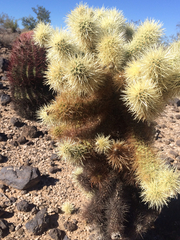 Cylindropuntia bigelovii