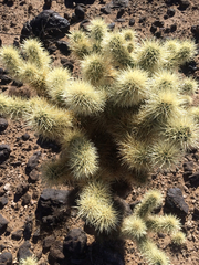 Cylindropuntia bigelovii