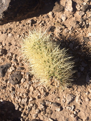 Cylindropuntia bigelovii