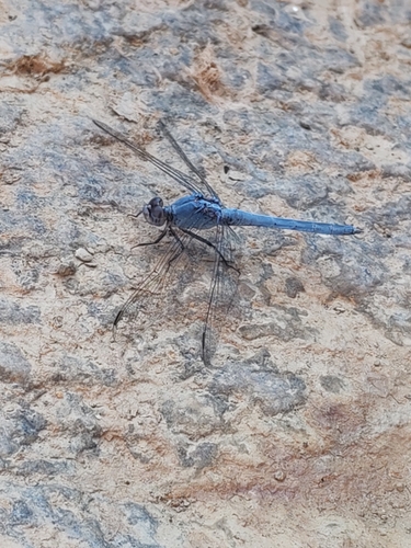 Little skimmer