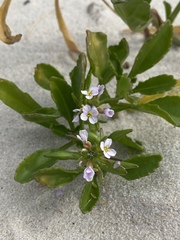 Cakile constricta