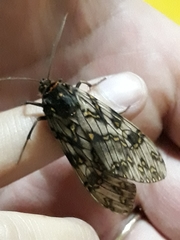 Phaegoptera punctularis