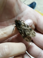 Phaegoptera punctularis